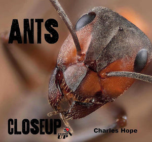 Ants - Close Up (Arriving End of Jan) Beaglier Books 