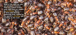 Load image into Gallery viewer, Ants - Close Up (Arriving End of Jan) Beaglier Books 
