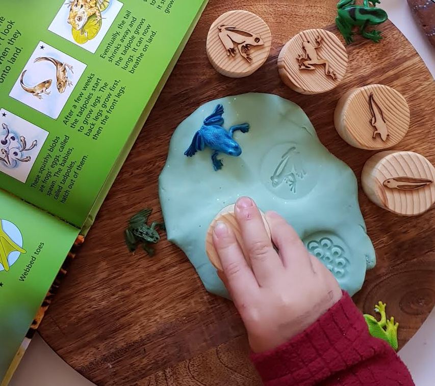 Frog Lifecycle Playdough Stamps Beadie Bugs 