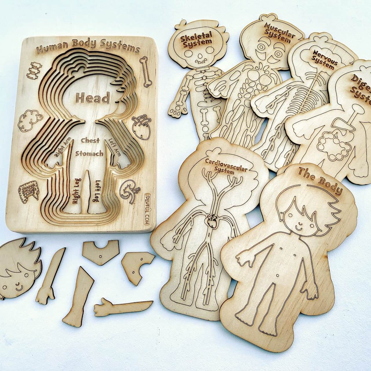 Human Body Systems - A 'sliced' Wooden Human Layered Puzzle Plyful 