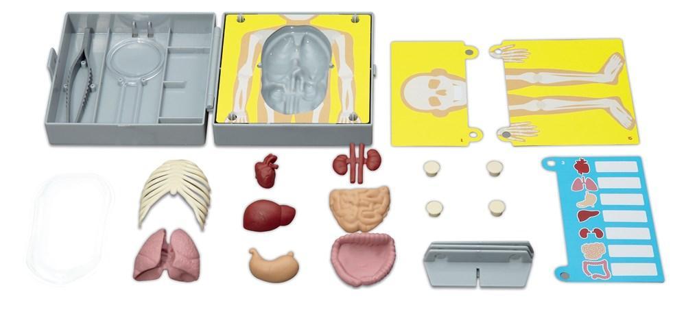 Human Torso Science Set | wooden, quality, educational, open-ended ...