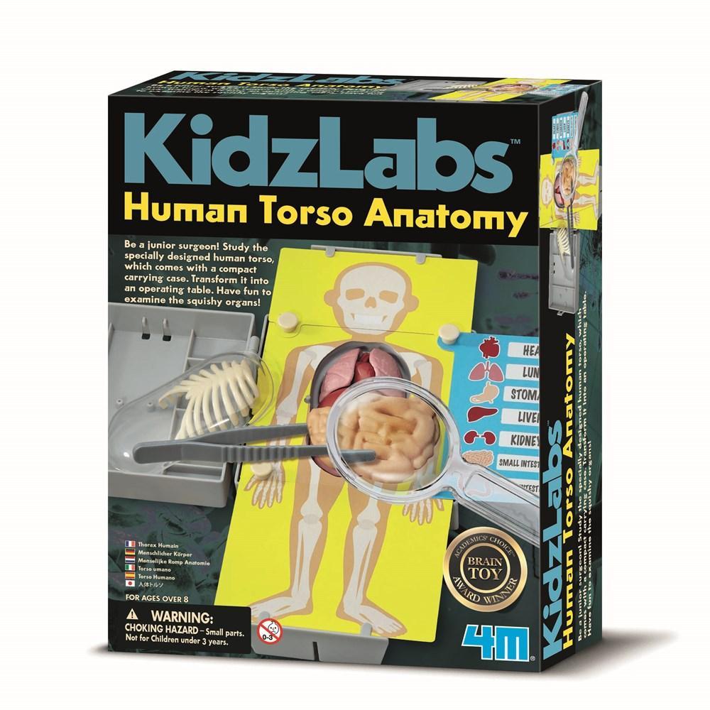 Human Torso Science Set | wooden, quality, educational, open-ended ...